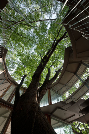 Ring Around a Tree, Tezuka Architects, Tokio, Fuji Kindergarten, Tachikawa