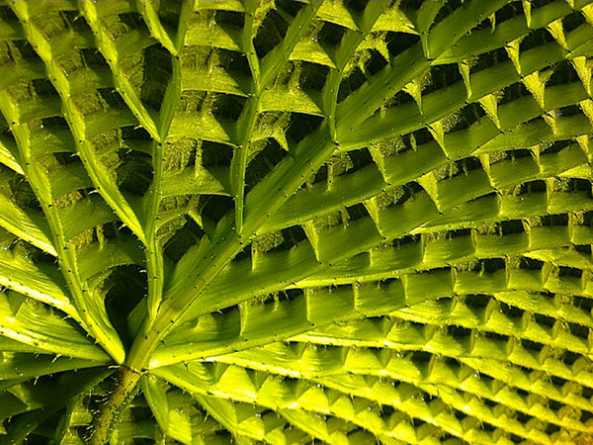 Kleinod von SAM bei Zrich