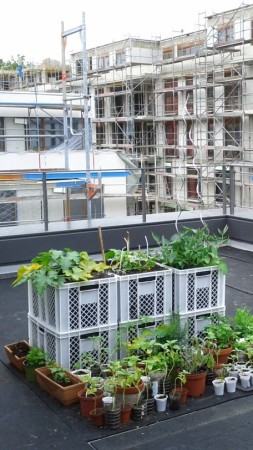 kln, urban gardening