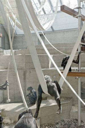 Anlage fr afrikanische Menschenaffen, Gorillas, Bonobos,  Wilhelmina, Stuttgart, Hascher Jehle Architekten, Zoo, Gehege, Bauen fr Tiere, Gorilla- und Bonobogehege, Zoo Stuttgart, Affen, Affenhaus