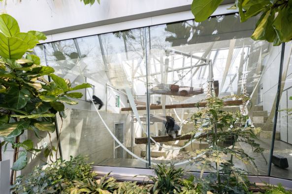 Anlage f�r afrikanische Menschenaffen, Gorillas, Bonobos,  Wilhelmina, Stuttgart, Hascher Jehle Architekten, Zoo, Gehege, Bauen f�r Tiere, Gorilla- und Bonobogehege, Zoo Stuttgart, Affen, Affenhaus
