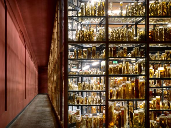 Diener & Diener Architekten und  Humboldt-Universitt zu Berlin fr den Neubau des Ostflgels des Museums fr Naturkunde Berlin