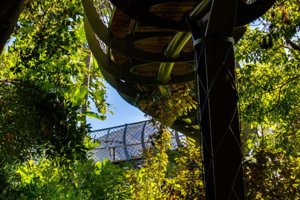 Tree Canopy Walkway Kirstenbosch, Kapstadt, Slingsby Gaidien, Mark Thomas and Christopher Bisset of Mark Thomas Architects, Lehrpfad, botanical gardens, Botanischer Garten, Himmelspfad, Spazierpfad, Tree Canopy Walkway,