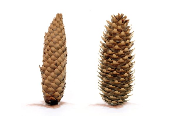 ICD, Institut fr Computerbasiertes Entwerfen, Stuttgart, Universitt Stuttgart, Achim Menges, 3D gedruckt wetter-reaktive Systeme, Wetterreaktive Systeme, Entwerfen, hygrokospische Eigenschaften, Sensoren, Klima-adaptive Architektur, Klima, climate, sensor, biological system, surface structure, Luftfeuchtigkeit