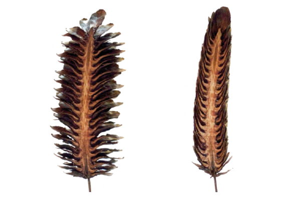 ICD, Institut fr Computerbasiertes Entwerfen, Stuttgart, Universitt Stuttgart, Achim Menges, 3D gedruckt wetter-reaktive Systeme, Wetterreaktive Systeme, Entwerfen, hygrokospische Eigenschaften, Sensoren, Klima-adaptive Architektur, Klima, climate, sensor, biological system, surface structure, Luftfeuchtigkeit