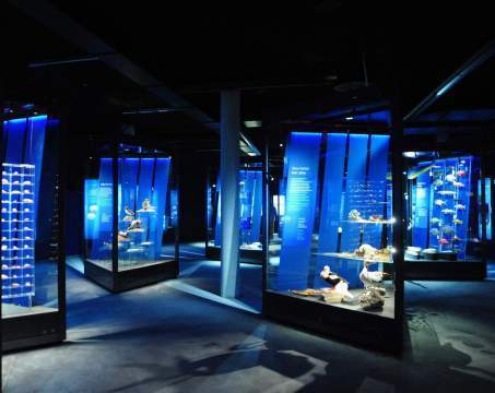 Meeresmuseum in Stralsund eingeweiht