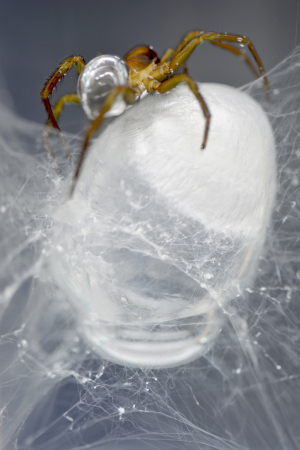 ICD; ITKE; Forschungspavillon; Stuttgart; Universitt Stuttgart; Achim Menges; Jan Knippers; Carbonfaser; Computational Design; biologischer Konstruktionsprozess; Computerbasiertes Entwerfen