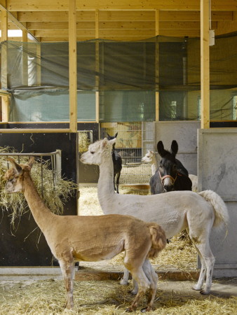 Roman Mensing, Streichelzoo, 2015, Fertigstellung, Holz, Zoo, animals, Tiere, Neubau, Holz, Hozbauweise, hringen, krensings, Landesgartenschau, 2015, 2016, Park, garten, garden, birds, Vgel,