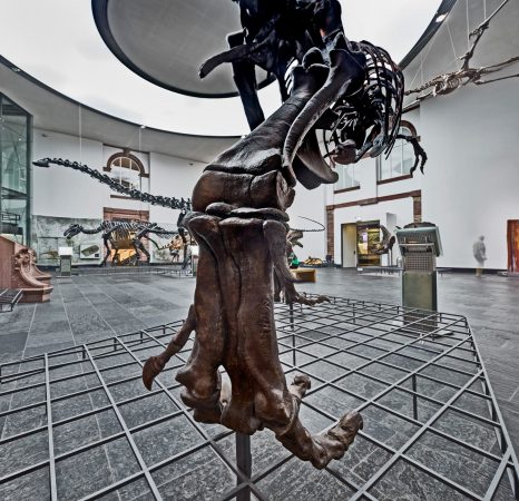 Vivaldis Vier Jahreszeiten im Senckenberg Naturkundemuseum