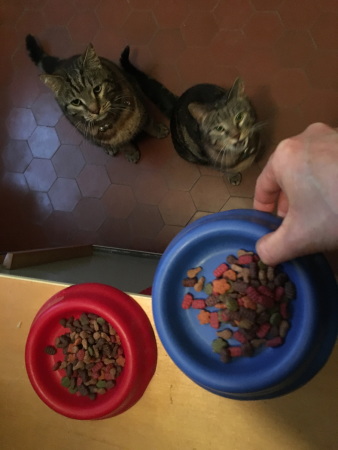 Die Betreuung von Katzen kann man teilen. Allerdings weigern sich die Katzen ihrerseits, das Essen zu teilen.