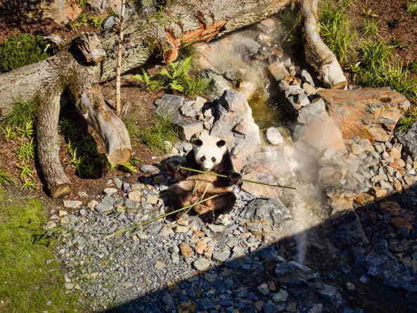 Baunetz, Architektur, Meldungen, Projekte, Tiere, Park, Landschaft, Berlin, 2017, Berliner Zoo, Panda Garden, dan perlman, emproc BPM, Bambus, Erlebnislandschaft, Pandagehege, Panda-Anlage, knstliche Landschaft, Bernd Blome