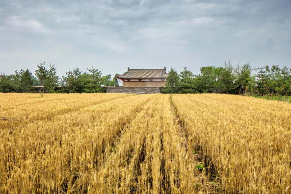 Baunetz, Architektur, Meldungen, Architekturprojekte, China, Shanxi, Ruicheng County, Urbanus, Wang Hui, Tempel, Sanierung, Renovierung, Yang Chaoying, Yin Jerry, Five Dragons Temple, Guang Ren Wang Temple, Revitalisierung, traditional chinese architecture, heritage, Five Dragon Spring, open air echibition, Freiluftmuseum