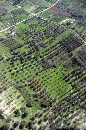 Wochenendhaus, Chalkidiki, Eva Sopeoglou, Im Schatten der Olivenbume, Griechenland, CNC, Olive Tree House, CNC-Stanzverfahren, METALCO, Bartlett School of Architecture in London, Wohnkomfort, Bume, Bltter, Ferienhouse, Holiday Home, Retreat, Olives, Greece, Halbinsel