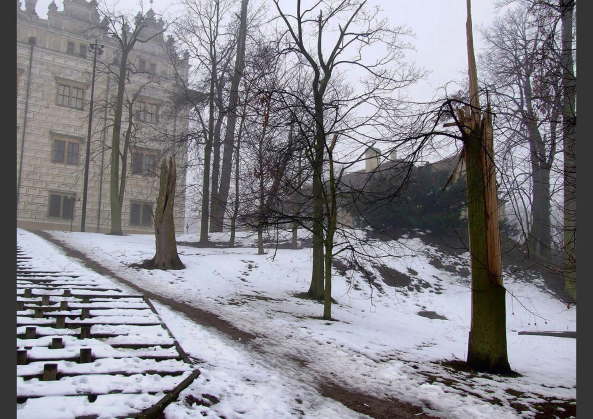 Winterlicher Park-Bestand