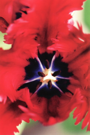 Sigrid Neubert: Blumenblten, vor 1999