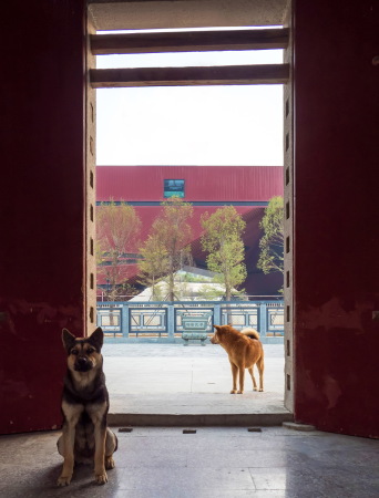 Kulturzentrum in Shenzhen von Mecanoo