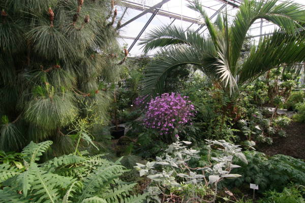 Das Kanarenhaus im Berggarten Hannover.