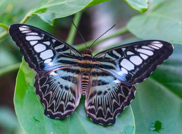 Ein Blauer Segler im Berggarten.