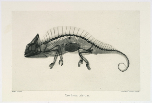 Chamleon Cristatus aus Photographie mittelst der Rntgen-Strahlen (1896) von Josef Maria Eder und Eduard Valenta