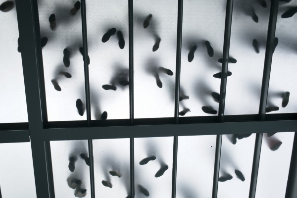 Renzo Piano. Architekt des Lichts