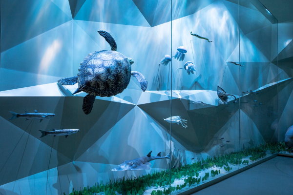 Meerestiere in der Naturkundeabteilung