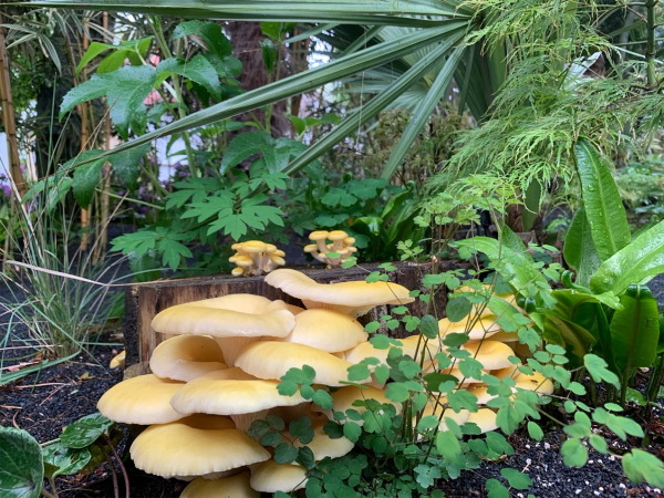 Palmeninsel mit Austernpilz