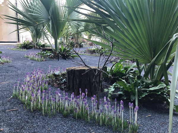 Palmeninsel mit Krokussen im Februar
