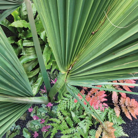 Palmeninsel mit Farnen, Hirschzungen und Alpenveilchen im Herbst