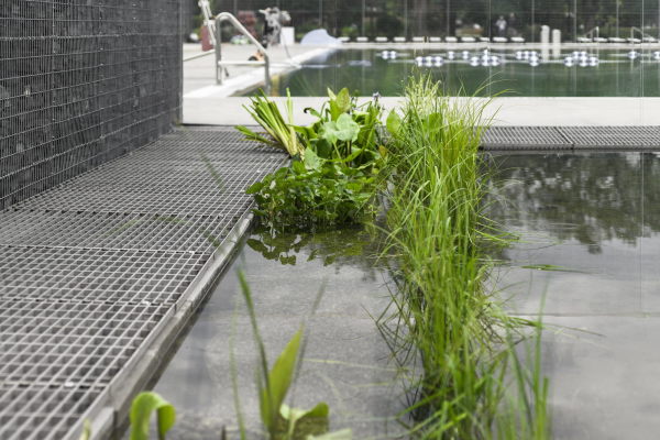 Pflanzen im Filterbecken...