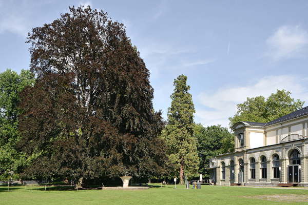 Liebevoll gehegt wird der Ende des 19. Jahrhunderts entstandene Kurpark vom Badener Parkpflegewerk.
