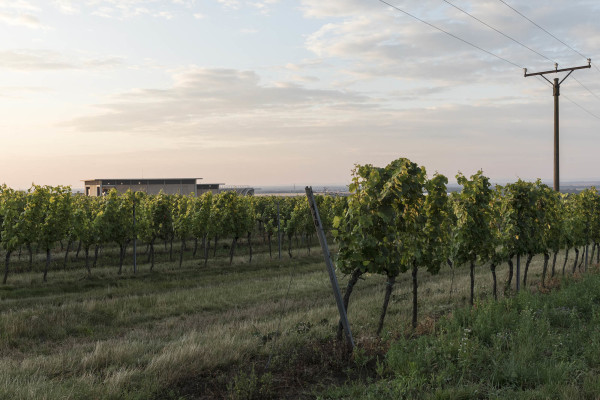 Weingut in Sdmhren von Chybik + Kristof