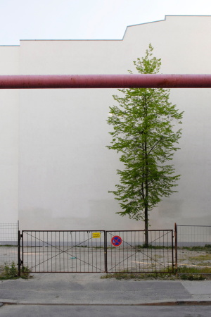 aus der Fotoarbeit von Erik-Jan Ouwerkerk: Baum vor Brandwand in Berlin, 2007