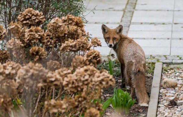 aus der Fotoarbeit von Erik-Jan Ouwerkerk: Fuchs vor der Haustr in Berlin, 2017