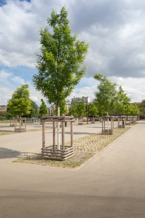 Gustav Lange hatte fr die Erweiterung eine vierreihige Platanenallee vorgesehen.