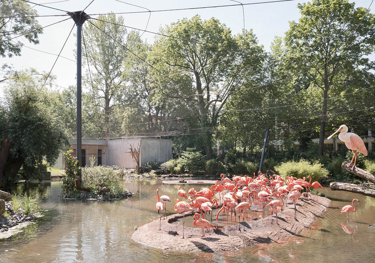 Flamingos am alten Ententeich
 - Zooanlage in Dresden von Heinle, Wischer und Partner