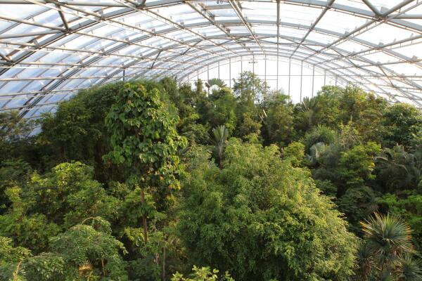 Die Masoala Halle verlegt ein Biotop Madagaskars unter eine schtzende Glashaube im Zrcher Zoo.