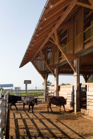 1. Preis sterreich: Neubau eines Rinderstalls, Atzbach, Architekt: Herbert Schrattenecker, Wien, Bauherr*innen: Diana und Hubert Huemer