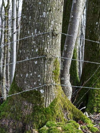 Aus Waldlichtung, Kttigen, 2020, Nr. 213