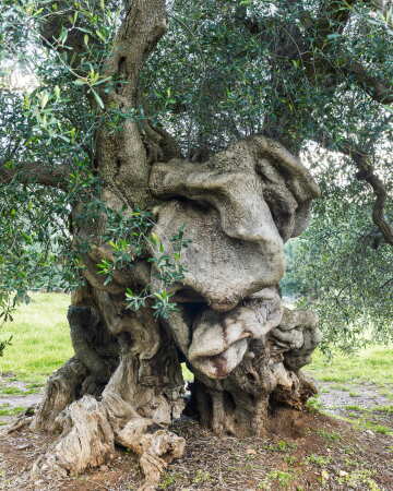 Ostuni VIII, 2016, aus Plastiche