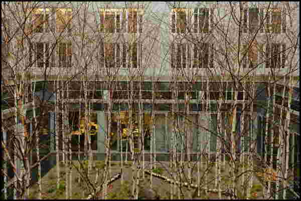 Birkenatrium, Hfe im Jakob-Kaiser-Haus in Berlin (2002)