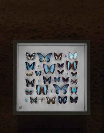 Insektarium von Kuehn Malvezzi