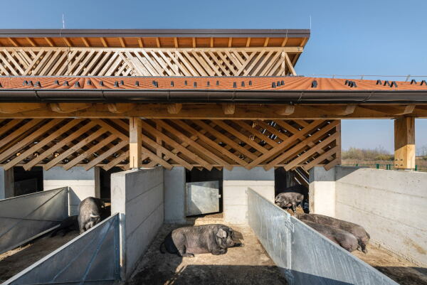 Schweinefarm in Kroatien von SKROZ architecture