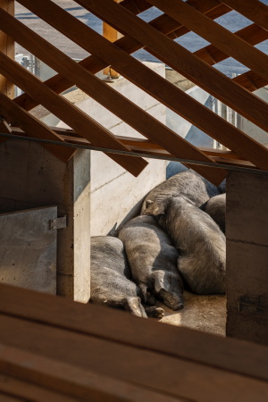Schweinefarm in Kroatien von SKROZ architecture
