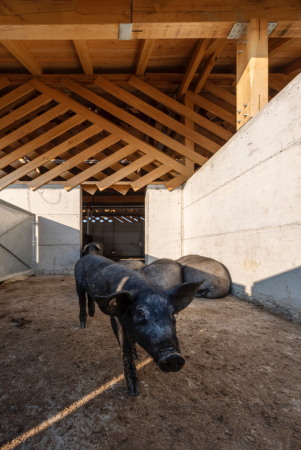Schweinefarm in Kroatien von SKROZ architecture