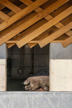 Schweinefarm in Kroatien von SKROZ architecture