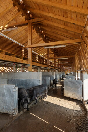 Schweinefarm in Kroatien von SKROZ architecture