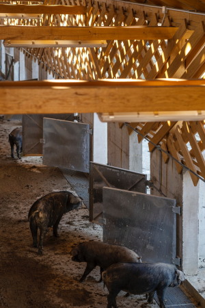 Schweinefarm in Kroatien von SKROZ architecture
