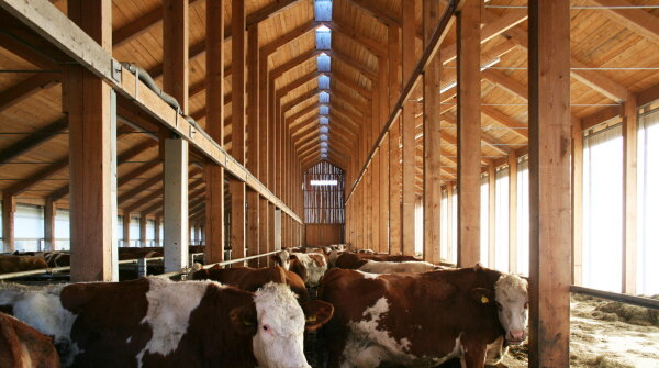 Kuhstall Thankirchen