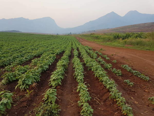 Aufnahme eines Sojafelds im Nacala-Korridor, Mosambik, einem der wichtigsten Zielgebiete fr internationale landwirtschaftliche Groinvestitionen in Afrika