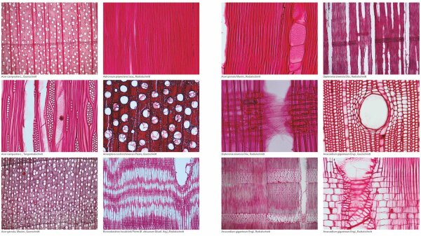 Makroskopische Holzmuster der Xylotek, Institut f�r Baustoffe der ETH Z�rich